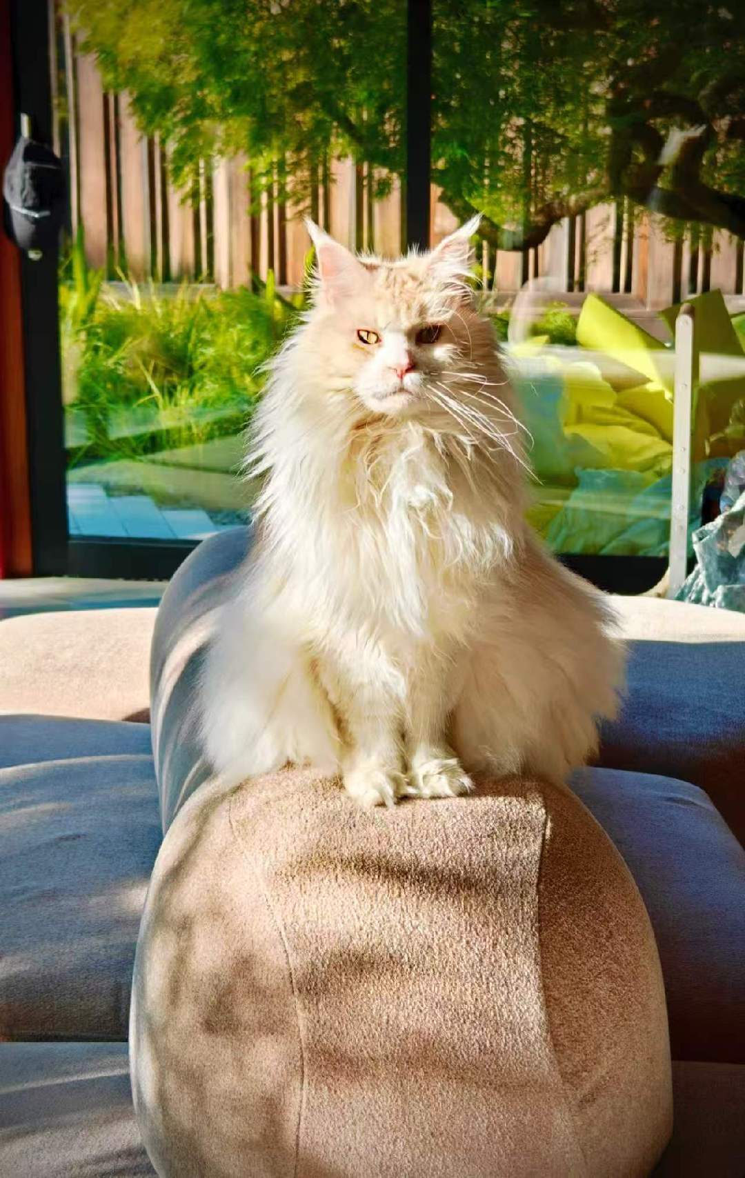 Kabu, the team’s long-haired cream cat, sitting in warm afternoon light