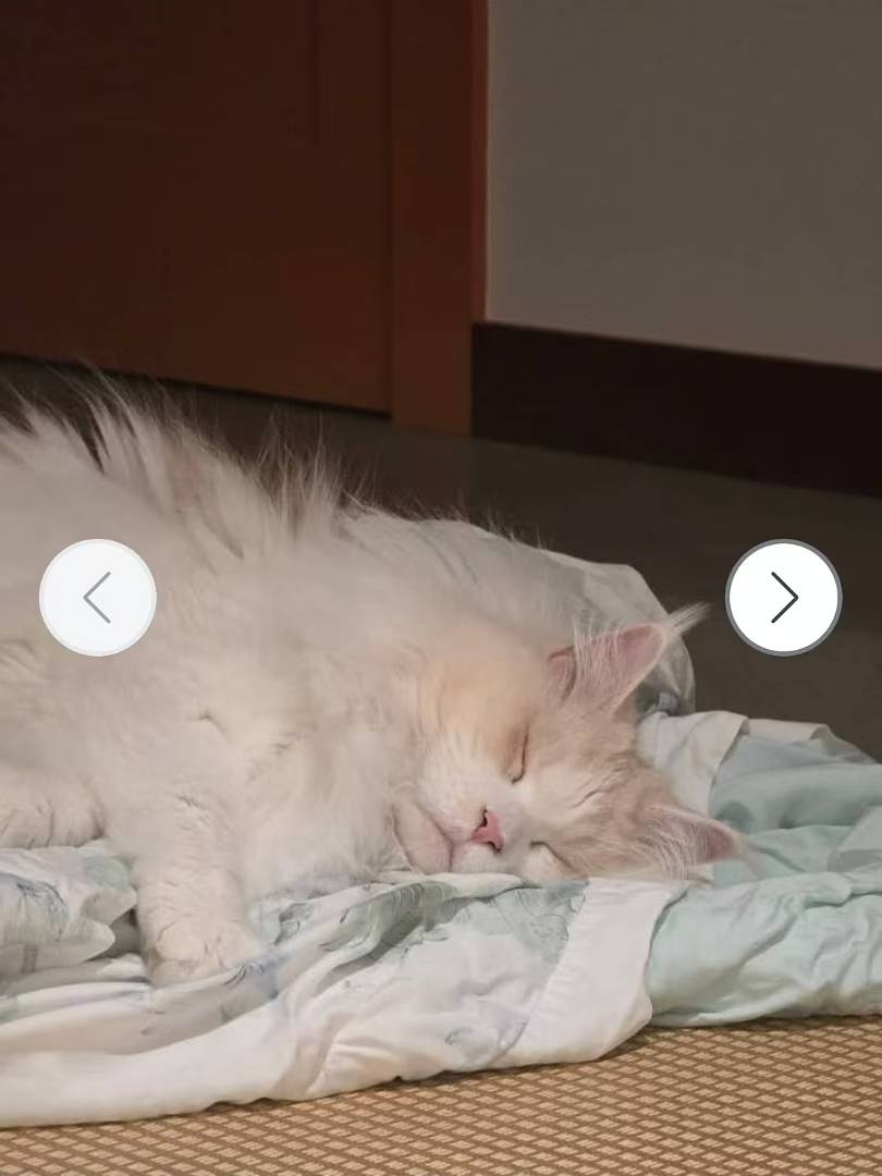 Kabu asleep on a blanket in Shanghai