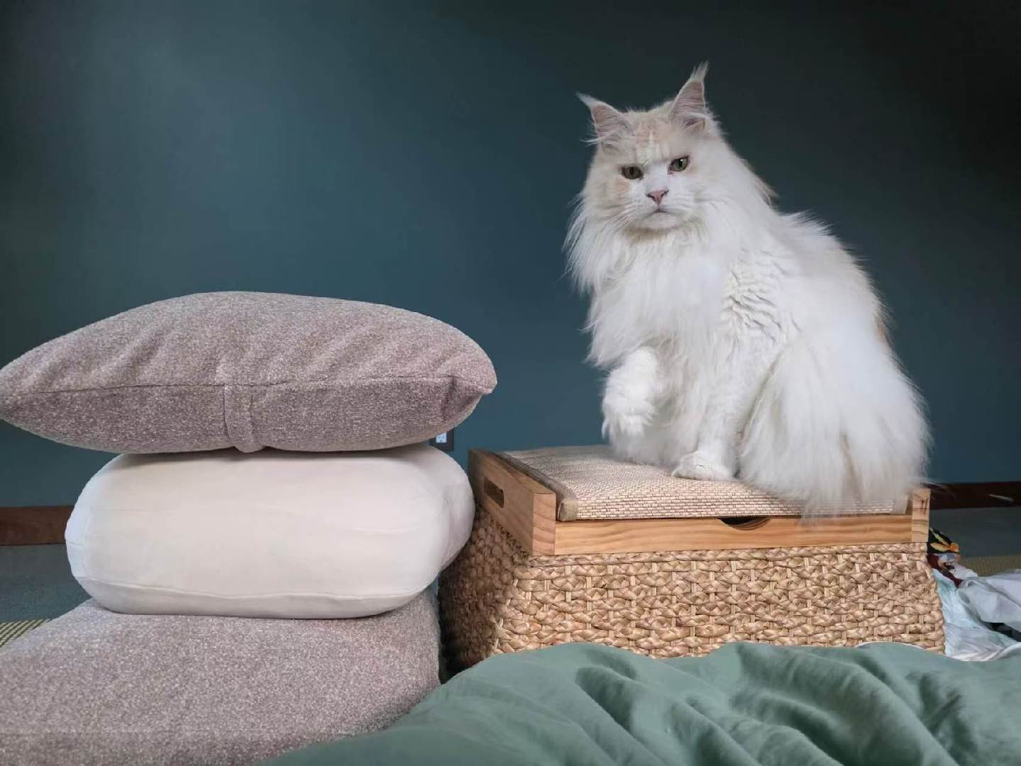 Kabu standing on a scratcher in California